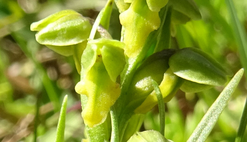 Chamorchis alpina